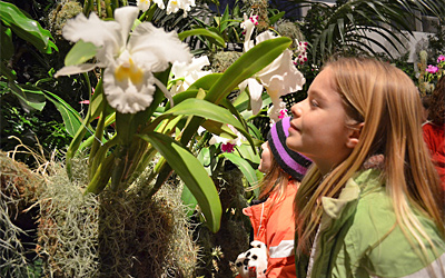 Missouri Botanical Garden Orchid Show